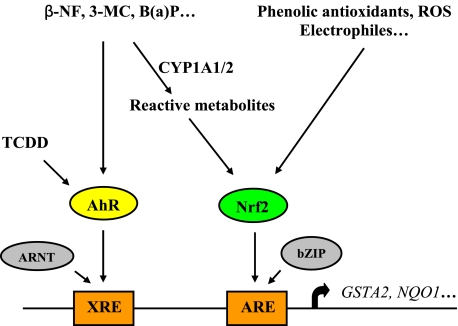 FIGURE 1.