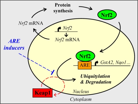 FIGURE 3.