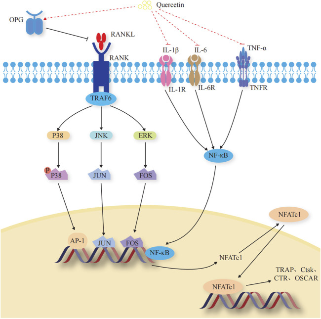 FIGURE 4