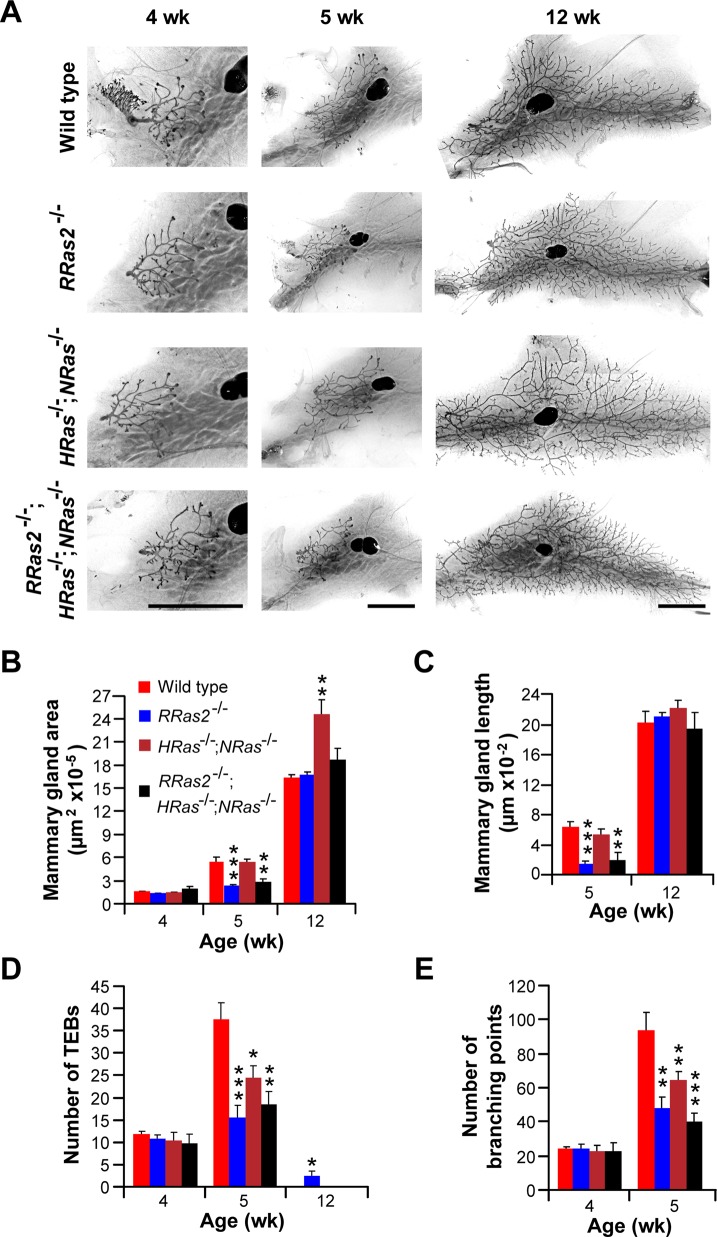 FIGURE 5: