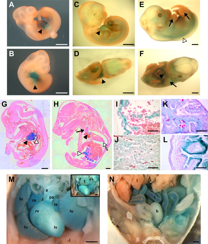 FIGURE 1: