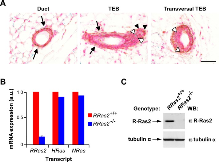 FIGURE 6: