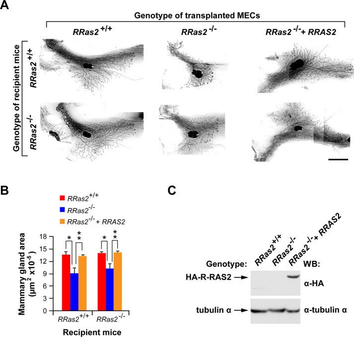 FIGURE 4: