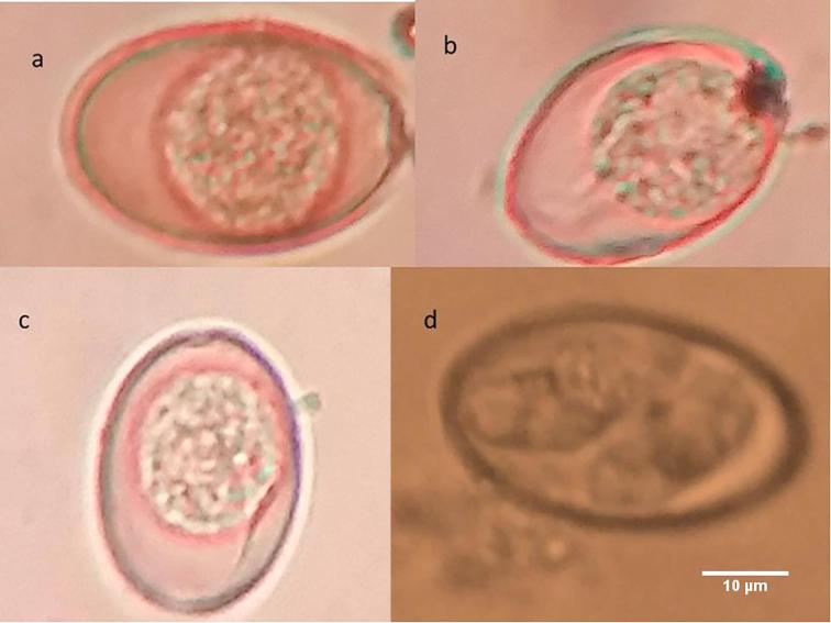 Fig. 6