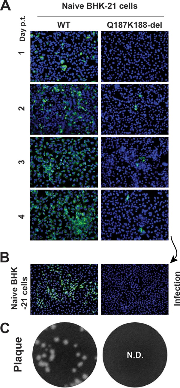 FIG 3