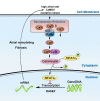 Graphical Abstract