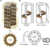 FIGURE 1: