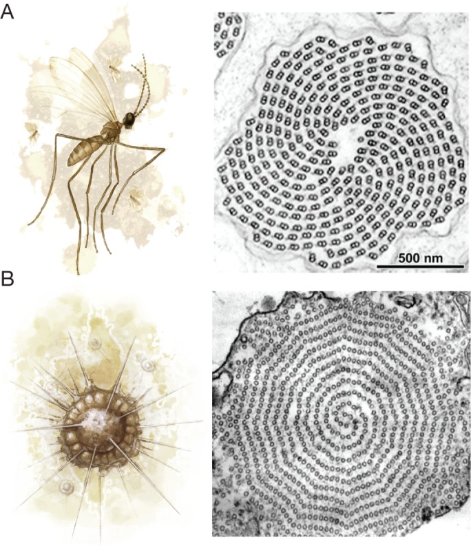 FIGURE 6: