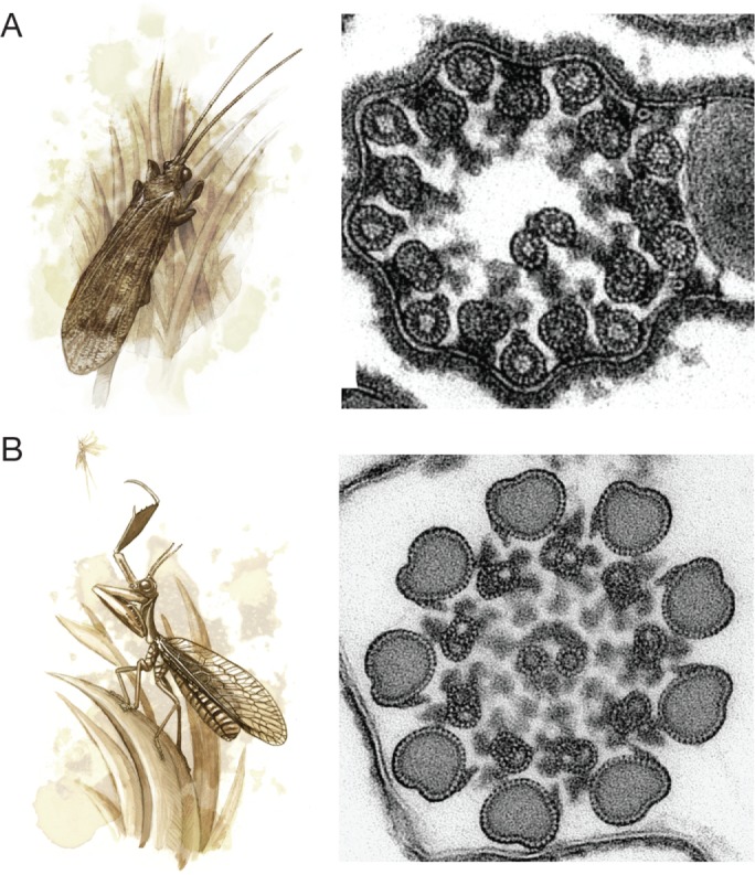 FIGURE 4: