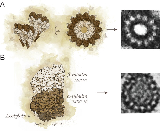 FIGURE 5: