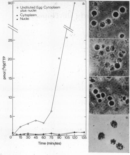 graphic file with name pnas00049-0464-a.jpg