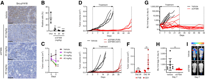 Figure 4. A–C, In vivo PD study of Src-pY418 inhibition. CD1 nude female mice implanted with MetBo2 cells (left fourth mammary fat pad; approximate tumor volume = 0.1 cm3) were randomized in four groups and treated daily for 3 days (oral) with eCF506 at 10, 20, and 40 mg/kg or vehicle. A, Representative IHC images of tumor sections immunostained using anti-Src-pY418 antibody (brown) and counterstained with hematoxylin (blue). B, Quantitative analysis of Src-pY418 positive cells from the IHC images. Error bars, ±SD from n = 3. **, P < 0.01; ***, P < 0.005 (ANOVA). C, Comparison of tumor size between groups at day 0 and 2. Error bars, ±SD from n = 3. **, P < 0.01 (ANOVA). D and E, In vivo study of breast tumor growth over time in immunocompetent FVB (D) and immunocompromised CD-1 nude (E) mice during and posttreatment with vehicle or eCF506. Female mice implanted with MetBo2 cells (left fourth mammary fat pad; approximate tumor volume = 0.04–0.05 cm3) were randomized in two groups and treated daily for 28 days (oral) with eCF506 (40 mg/kg) or vehicle. After treatment completion, animals were monitored until tumor relapse. F, Comparative analysis of tumor volumes at days 28 and 39 in FVB wild-type vs. CD1 nude mice treated with eCF506. Error bars, ± SD from n = 5/group. **, P < 0.01 (t test). G–I, In vivo study of metastasis inhibition by eCF506 in syngeneic murine breast cancer bone metastasis model. Female FVB mice injected with MetBo2 cells (left ventricle) were randomized in two groups 7 days after the injections and treated daily for 28 days (oral) with eCF506 (40 mg/kg) or vehicle. G, Percentage BLI in left and right hind legs (two signals per animal) of vehicle- and eCF506-treated mice relative to day 0. Animals were monitored for 63 days. H, Comparative analysis of % BLI between groups at day 7. Error bars, ± SD from n = 8–10/group. **, P < 0.01 (t test). I, Bioluminescence tomography images of two representative mice from each group at day 7.