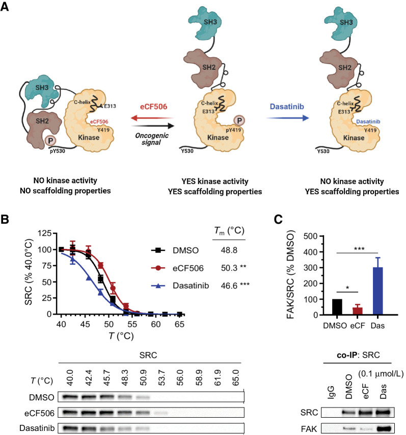 Figure 2. A, Proposed structural changes induced by eCF506 and dasatinib on human SRC protein. Created with BioRender. B, Thermal shift assay. MDA-MB-231 cells were treated with eCF506 (0.3 μmol/L), dasatinib (0.3 μmol/L), or DMSO for 1 hour prior to heating, cell lysis and analysis of SRC by Western blot anaysis. Band intensities were normalized to the lowest temperature band for each condition. Error bars, ±SD (n = 3). **, P < 0.01; ***, P < 0.001 (ANOVA). Bottom, representative Western blots are shown. C, Coimmunoprecipitation (co-IP) study in MDA-MB-231 cells. Cells were treated with eCF506 (0.1 μmol/L), dasatinib (0.1 μmol/L), or DMSO for 6 hours and lysates incubated overnight with magnetic beads functionalized with anti-SRC IgG, followed by bead separation and analysis of SRC and FAK by Western blot analysis. Band intensities were normalized to SRC and compared with DMSO values. Error bars, ±SD (n = 3). *, P < 0.05 (t test); ***, P < 0.001 (ANOVA). Bottom, representative Western blots.