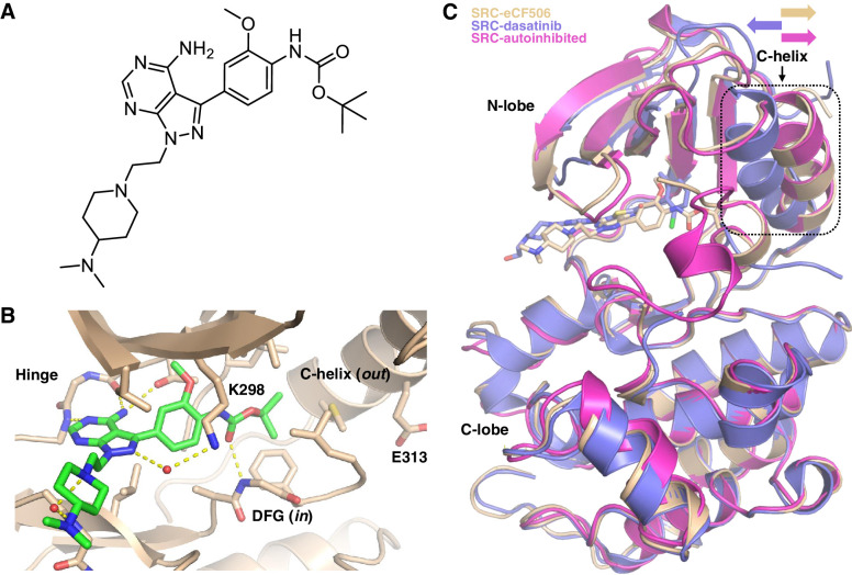 Figure 1. A, Chemical structure of eCF506. B, Structure of eCF506 bound to the inactive conformation of the SRC kinase domain (DFG in, C-helix out). Amino acid numbering corresponds to human SRC. C, Superimposed structures of autoinhibited SRC kinase (PDB 2SRC) and co-crystal structures SRC:eCF506 (PDB 7NG7) and SRC:dasatinib (PDB 3G5D). The orientation of the C-helix is highlighted.