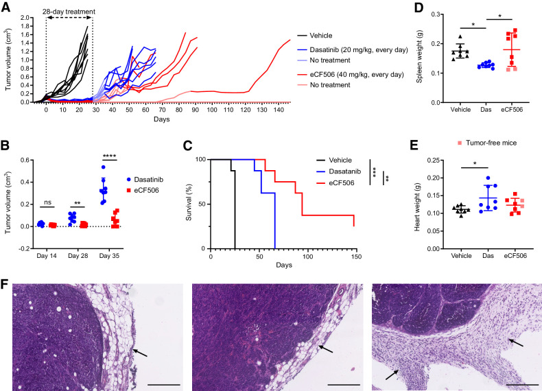 Figure 5. A, In vivo study of tumor growth inhibition by eCF506 and dasatinib in immunocompetent mice. Female FVB mice implanted with MetBo2 cells (left fourth mammary fat pad; approximate tumor volume = 0.1 cm3) were randomized in three groups and treated daily for 28 days (oral) with dasatinib (20 mg/kg; blue), eCF506 (40 mg/kg; red), or vehicle (black). Tumors were measured twice per week. After day 28, animals were monitored until tumor relapse and a second treatment phase initiated when tumors reached a volume of 0.3 cm3. B, Comparative analysis of tumor volumes of dasatinib- and eCF506-treated arms at day 14, 28, and 35. Error bars, ± SD from n = 8/group. **, P < 0.01; ****, P < 0.001 (t test). C, Kaplan–Meier survival plot showing deaths due to tumor size or sickness for each treatment group. Statistical analysis by log-rank (Mantel–Cox) test. D and E, Comparative analysis of spleen (D) and heart weight (E) for vehicle-, dasatinib-, and eCF506-treated groups at mouse endpoint. Error bars, ±SD from n = 8/group. *, P < 0.05 (ANOVA). Note that cured eCF506-treated mice (light red points), which did not need to react to the tumor threat for 120 days, featured smaller spleens than the rest of the group. F, H&E-stained histology images of tumors after treatment with vehicle (left), dasatinib (middle), and eCF506 (right). Black arrows point to the peritumoral chronic inflammatory infiltrates in surrounding adipose tissue to highlight the differences between the groups. Scale bar, 250 μm.