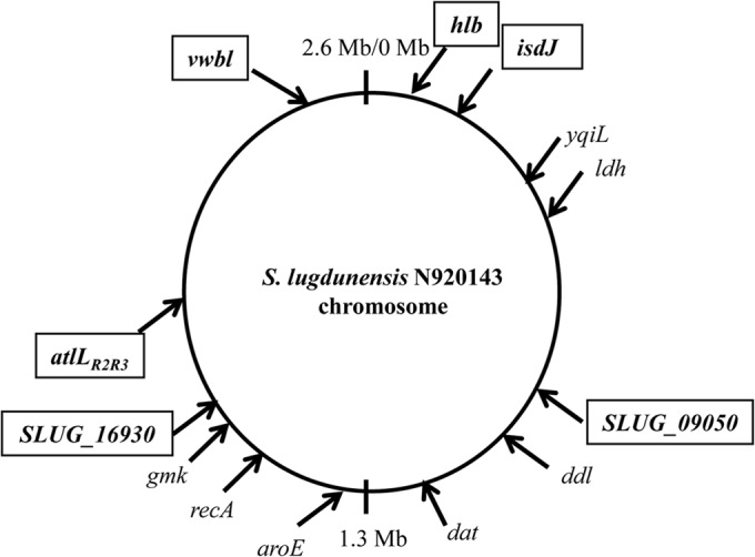 FIG 1