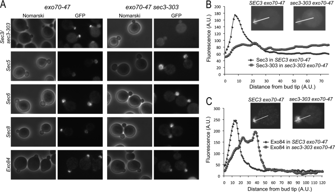 FIGURE 5.