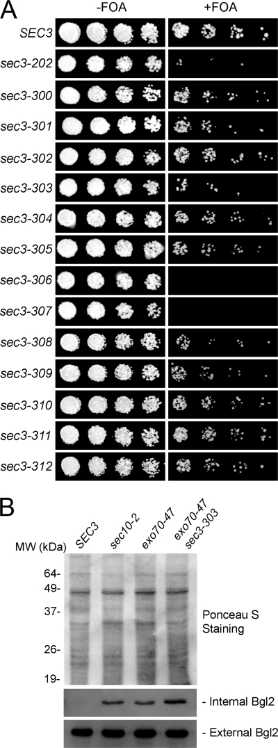 FIGURE 4.