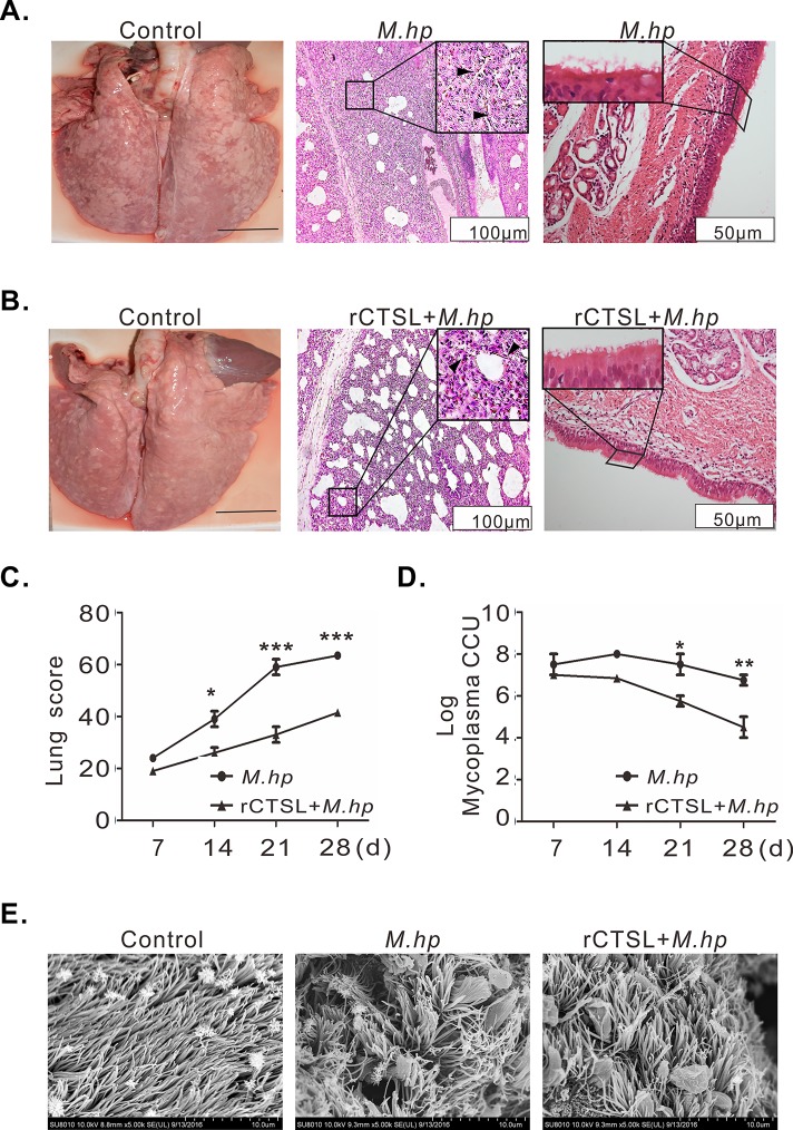 Fig 7