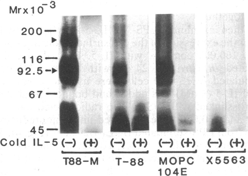 graphic file with name pnas00247-0200-b.jpg