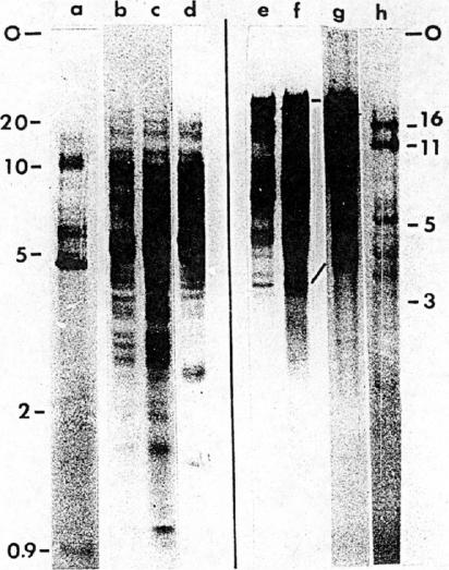 graphic file with name pnas00032-0132-a.jpg