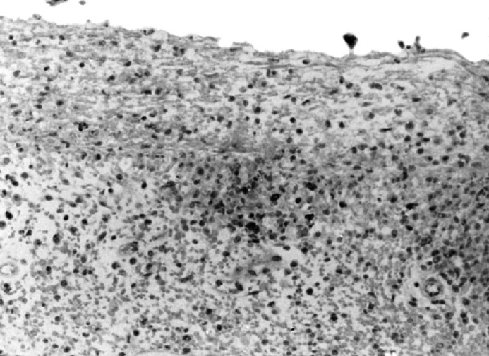 Laboratory Profiles in Cats with Different Pathological and ...