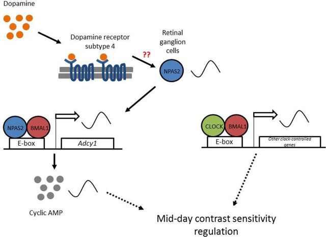 Figure 7.