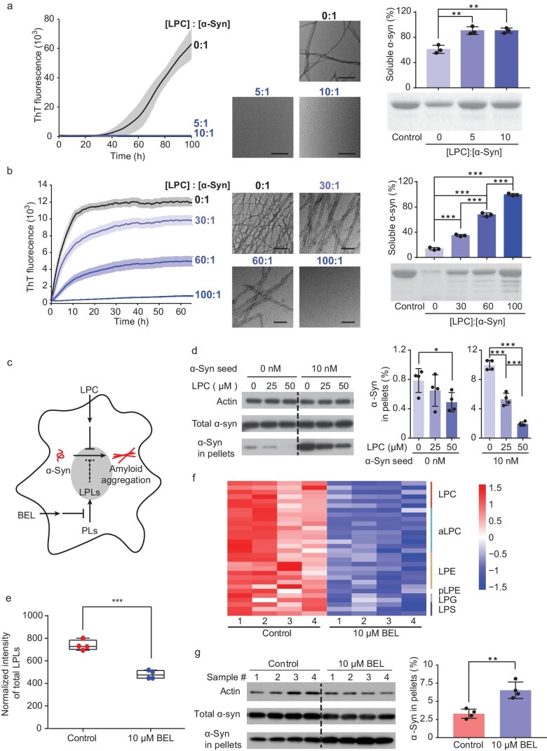 Graphs and TEM images labelled a to g. a includes the graphs of ThT kinetic curves (left) and the analysis of soluble α-syn (right), and TEM images of fibril (middle) in low LPC/ α-syn ratios. b includes the graphs of ThT kinetic curves (left) and the analysis of soluble α-syn (right), and TEM images of fibril (middle) in high LPC/ α-syn ratios. c is the schematic illustration of the cell experiments. d is the graphs of western blot image and analysis for α-syn aggregates in cell adding LPC. e is graph comparing total LPL intensity from control vs. BEL-treated cells. f is the heatmap of lipidomic profiling of BEL-treated cells. g is graph showing western blot image and analysis of α-syn aggregates in cell treating with BEL.