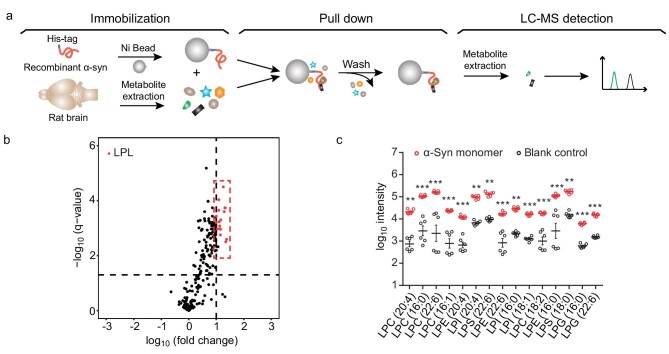 Graphs and data on the in vitro metabolite profiling assay with sub-figures labeled from a to c, showing the assay schematic illustration and metabolites profile for α-syn monomer.