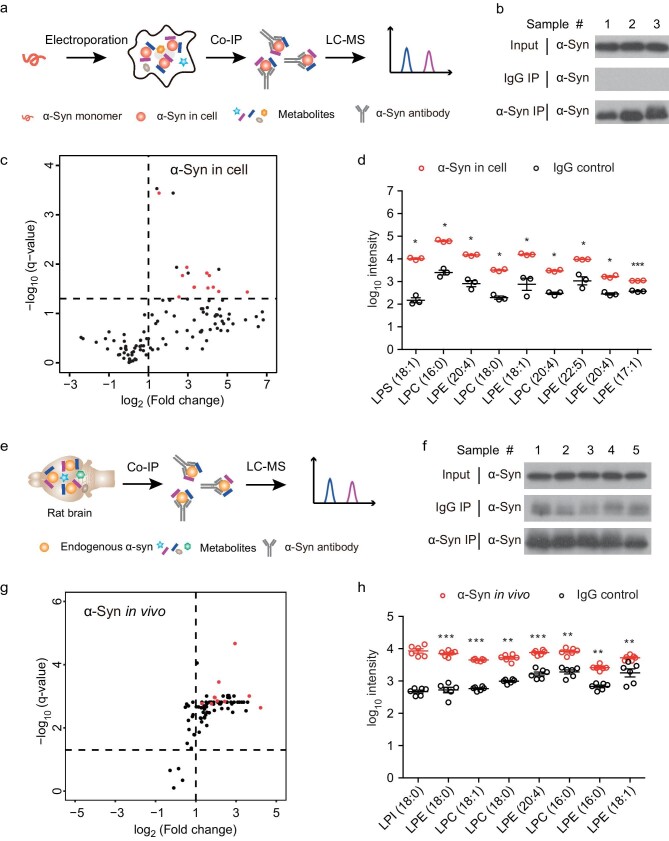 Graphs and data on the in cell and in vivo metabolites profiling assays with sub-figures labeled from a to h, showing the assay schematic illustrations and metabolites profiles for α-syn in cell and in vivo.