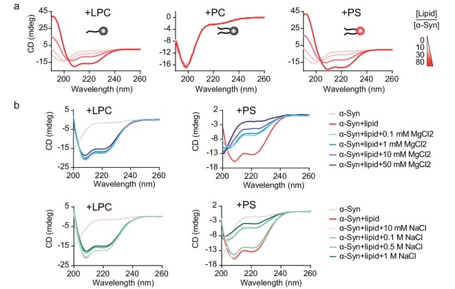 Graphs on the circular dichroism spectra of α-syn in lipid environments with sub-figures labeled from a to b, showing the secondary structure transition of α-syn in the presence of LPC micelles, PC liposomes and PS liposomes with or without salt.