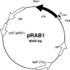 FIG. 2.