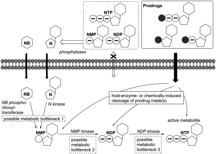 Figure 13.