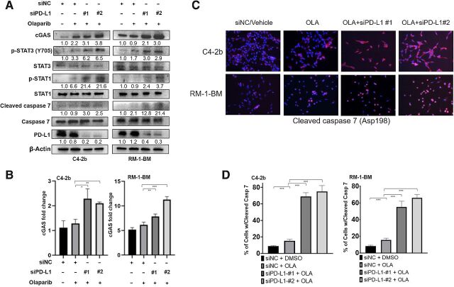 Figure 5. PD-L1 knockdown sustains IFNAR1–JAK1–STAT3–cleaved caspase 7 signaling following olaparib treatment. A, Immunoblotting analysis shows that PD-L1 knockdown by siRNA effectively sustains the JAK1–STAT3–caspase 7 apoptotic signaling cascade, including p-STAT3, p-STAT1, and cleaved caspase 7, following olaparib (2 μmol/L) treatment in C4–2b and RM-1-BM cells. Immunoblotting also demonstrated that sequential siPD-L1 and olaparib treatment maintained induction of cGAS protein levels in these cells. B, RT-qPCR analysis demonstrated that siPD-L1 treatment led to increased cGAS mRNA levels following olaparib treatment in C4–2b and RM-1-BM cells. C, Immunostaining analysis of cleaved caspase 7 (Asp198) also showed that siPD-L1 resulted in significant upregulation of caspase 7 following olaparib in C4–2b and RM-1-BM cells. D, Image analysis demonstrated that the numbers of caspase 7–positive cells were significantly higher in C4–2b and RM-1-BM cells that were treated with siPD-L1 before olaparib treatment compared with olaparib treatment alone. n.s., not significant; *, P < 0.05; **, P < 0.01; ***, P < 0.001.