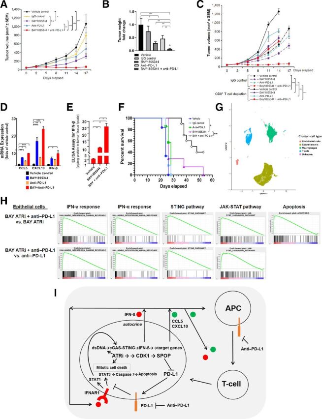 Figure 6. ATRi is synergistic with anti–PD-L1 in a syngeneic mouse prostate cancer model. A, RM-1-BM subcutaneous tumor volume (growth), and (B) wet weight (fold-change relative to vehicle control) at the study termination of vehicle control, IgG, BAY1895344, anti–PD-L1, and BAY1895344+anti–PD-L1 treatment. C, Tumor volume during vehicle control, BAY1895344, anti–PD-L1, and BAY1895344+anti–PD-L1 treatment, administered together with IgG or anti-CD8. D, RT-qPCR analysis of IFN-β, CCL5, and CXCL10 mRNA from tumor samples following treatments described previously in A and B. E, ELISA analysis of IFN-β from tumor samples following treatments described previously in A and B. F, Survival curve of mice treated with vehicle control, IgG, anti–PD-L1, BAY1895344, or BAY1895344+anti–PD-L1. *, P < 0.05; **, P < 0.01; ***, P < 0.001. P values determined by the Mantel–Cox test. ⁁, indicates that the combination treatment revealed a synergistic interaction between ATRi and anti–PD-L1 by Bliss independence analysis. G, Selective markers were used to define cell types in the data using Garnett, which include endothelial cells, epithelial (predominantly tumor) cells, macrophages, and T cells. H, GSEA for BAY1895344+anti–PD-L1 treatment versus BAY1895344 or anti–PD-L1 single-agent treatment in epithelial cell cluster. I, Conceptual mechanistic model for ATRi-mediated intrinsic cytotoxicity driven by activation of the CDK1–SPOP axis, suppression of PD-L1 levels through SPOP destabilization, and derepression of intrinsic IFN-β–driven apoptosis. Degradation of PD-L1 through the CDK1–SPOP axis activity leads to derepression of an IFN-β-IFNAR1-driven, STAT3–caspase 7 autocrine, cytotoxic signaling pathway (42). ATRi-mediated induction of cGAS mRNA through IFN-β–IFNAR1 signaling (45) completes a feed-forward loop.