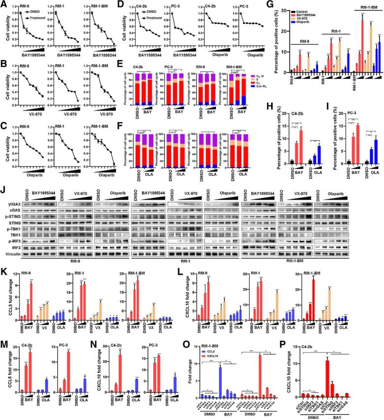 Figure 1. ATRi demonstrates marked cytotoxicity and cGAS–STING activation in prostate cancer models. A–D, MTS assay of human (C4–2b and PC-3) and mouse (RM-9, RM-1, and RM-1-BM) prostate cancer cell lines treated with ATRi (BAY1895344 and VX-970) or olaparib (OLA). Concentrations range from 0.125 to 8 μmol/L as labeled in the figures (x-axis). Specific concentrations within this range (0.125, 0.25, 0.5, 1, 2, 4, and 8 μmol/L) were used for other experiments as indicated. Viable cells are represented as the fold change relative to DMSO (vehicle control) treatment. E and F, Flow cytometry cell-cycle analyses of BAY1895344-treated (10 and 100 nmol/L, in E) and olaparib-treated (250 and 500 nmol/L, in F) C4–2b, PC-3, RM-9, and RM-1-BM prostate cancer cell lines. G–I, Quantitative analysis of PicoGreen staining in prostate cancer cells treated with DMSO (vehicle control), BAY1895344 (concentrations were 0.5, 1, and 2 μmol/L), VX-970 (concentrations were 0.75, 1.5, and 3 μmol/L), or olaparib (concentrations were 1.2, 2.5, and 5 μmol/L) for 48 hours. Data represent mean ± SEM of three independent experiments. J, Immunoblots of select proteins in prostate cancer cells treated with increasing doses of BAY1895344, VX-970, or olaparib (concentrations ranging from 0.125 to 2 μmol/L). K–N, RT-qPCR analysis of CCL5 and CXCL10 in prostate cancer cells treated with DMSO (vehicle control), BAY1895344, VX-970, or olaparib (concentrations ranging from 0.5 to 2 μmol/L). O and P, RT-qPCR analysis of CCL5 and CXCL10 in RM-1-BM or C4–2b prostate cancer cells in response to BAY1895344 (2 μmol/L) or DMSO (vehicle control) following knockdown of cGAS, STING, TBK1, or IRF3 gene expression in vitro via transfection with control siRNA or gene-specific siRNA (sicGAS, siSTING, siTBK1, or siIRF3). n.s., not significant; * P < 0.05; **, P < 0.01; ***, P < 0.001.