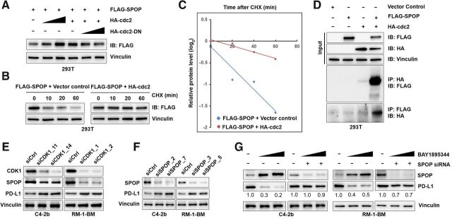 Figure 3. The CDK1–SPOP axis regulates PD-L1 protein levels. A, Immunoblot analysis to demonstrate that dose-dependent overexpression of HA-tagged CDK1 stabilizes SPOP and that overexpression of dominant negative inhibitor of the kinase activity of CDK1 (HA-tagged CDK1-DN) led to destabilization of SPOP expression in 293T cells. Specifically, 293T cells were cotransfected with Flag-tagged SPOP together with HA-tagged CDK1 or HA-tagged CDK1-DN expression vectors. After 48 hours, cells were lysed and immunoblot analysis was performed to analyze the expression of SPOP (anti-Flag). B, Protein half-life analysis for CDK1-targeted SPOP. 293T cells were cotransfected with expression vectors for Flag-tagged SPOP and empty vector (non-overexpression control) or HA-tagged CDK1. Thirty-six hours after transfection, CHX-chase assay was conducted, followed by immunoblot analysis of cell lysates. C, Autoradiographic bands from the immunoblots were scanned, quantified by densitometer, normalized (to the internal reference protein blot signals, vinculin protein), and plotted to show the increased half-life of SPOP with CDK1 overexpression (from ∼30 to over 60 minutes). D, Co-IP analysis to examine the protein–protein interaction of SPOP and CDK1 in vitro. 293T cells were cotransfected by SPOP, CDK1, or empty vector control. E, Knockdown of CDK1 with siRNA (siCDK1) downregulates SPOP expression and upregulates PD-L1 protein in C4–2b and RM-1-BM prostate cancer cells. F, Immunoblot analysis of lysates from RM-1-BM and C4–2b cells previously transfected with SPOP siRNA (siSPOP), showing that SPOP knockdown effectively stabilizes PD-L1 in these prostate cancer cells. G, Immunoblot analysis of PD-L1 protein expression in cell lysates from RM-1-BM and C4–2b cells pre-transfected with control siRNA (siCtrl, siRNA non-silencing transfection control) or siSPOP followed by treatment with BAY1895344 (0.5 and 2 μmol/L) showed that SPOP knockdown in C4–2b and RM-1-BM cells effectively prevents the degradation of PD-L1 caused by BAY1895344. n.s., not significant; *, P < 0.05; **, P < 0.01; ***, P < 0.001.