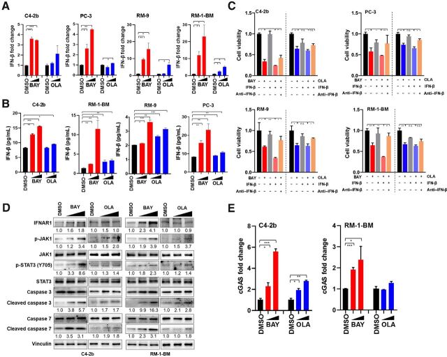 Figure 4. Interaction between PD-L1 and tumor cell–intrinsic IFN-β cytotoxic signaling. A, RT-qPCR of IFN-β expression in cells treated with DMSO vehicle control, BAY1895344 (BAY; 0.5 and 2 μmol/L), or olaparib (OLA; 0.5 and 2 μmol/L) in human and mouse prostate cancer cells. B, ELISA assay to detect the IFN-β protein secreted by C4–2b and RM-1-BM cancer cells following treatment with BAY1895344 (2 and 4 μmol/L) or olaparib (5 and 10 μmol/L) in vitro (36 hours). n.s., not significant; *, P < 0.05; **, P < 0.01; ***, P < 0.001. C, MTS assay of human prostate cancer cells (top) and mouse prostate cancer cells (bottom) treated with BAY1895344 or olaparib in the absence or presence of mouse or human recombinant IFN-β (100 U/mL). Separate prostate cancer cell cultures treated with BAY1895344 (2 μmol/L) or olaparib (5 μmol/L) in the presence of recombinant IFN-β were also treated with IFN-β–neutralizing antibody. After these treatments, viable cells were determined by MTS assays. n.s., not significant; *, P < 0.05; **, P < 0.01; ***, P < 0.001. D, Immunoblot analysis showed greater induction of IFN-β–induced cytotoxic signaling through IFN-β-JAK1-STAT3–caspase 7 cascade following treatment with BAY1895344 than olaparib (42). E, BAY1895344 treatment (0.5 and 2 μmol/L) led to a dose-dependent induction of cGAS mRNA (RT-PCR) in C4–2b and RM-1-BM prostate cancer cells, whereas olaparib treatment (0.5 and 2 μmol/L) led to increased cGAS mRNA in C4–2b to a lesser extent than ATRi and did not induce cGAS mRNA in RM-1-BM.