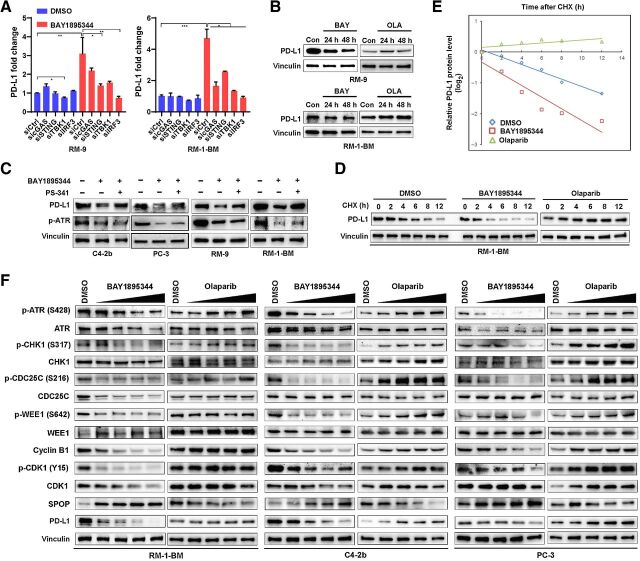 Figure 2. CDK1-SPOP-PD-L1 signaling is selectively activated by ATRi. A, RT-qPCR analysis showing that ATRi BAY1895344 (2 μmol/L) transcriptionally activates expression of PD-L1 mRNA through the cGAS–STING pathway. RM-9 and RM-1-BM prostate cancer cells were transfected with control siRNAs or gene-specific siRNAs (sicGAS, siSTING, siTBK1, or siIRF3), and cells were treated with DMSO or BAY1895344 (2 μmol/L) for 48 hours before total RNAs were extracted for RT-qPCR analysis of PD-L1 mRNA expression. B, Immunoblot analysis to show PD-L1 protein expression in RM-9 or RM-1-BM cells following BAY1895344 or olaparib (OLA) treatment (2 μmol/L for 24 and 48 hours). C, Immunoblot analysis of protein expression of PD-L1 and phosphorylated ATR in human (C4–2b and PC-3) and mouse (RM-9 and RM-1-BM) prostate cancer cells treated with BAY1895344 (2 μmol/L for 24 hours), or concomitant treatment with BAY1895344 and the proteasome inhibitor bortezomib (PS-341, 0.5 μmol/L for 8 hours). D and E, Cycloheximide (CHX)-chase protein half-life analysis to examine the degradation of PD-L1 protein affected by BAY1895344 and olaparib in RM-1-BM prostate cancer cells. RM-1-BM cells were pretreated with DMSO (vehicle control), BAY1895344 (2 μmol/L), or olaparib (2 μmol/L) for 36 hours before treatment with CHX. Immunoblot analysis was used to determine the expression of PD-L1 protein expression and the autoradiographic bands were scanned, quantified by densitometer, and normalized (to the internal reference protein blot signals, vinculin protein, and plotted; in E). F, Immunoblot analysis to show dose-dependent CDK1 activation (dephosphorylation of p-Y15-CDK1 by ATRi BAY1895344 in doses ranging from 0.125 to 2 μmol/L) compared with CDK1 inhibition (increase in p-Y15-CDK1 by olaparib) resulting from inhibition of the cell-cycle kinase signaling cascade ATR-CHK1-CDC25C/WEE1-CDK1 in human (C4–2b and PC-3) and mouse (RM-1-BM) prostate cancer cells.