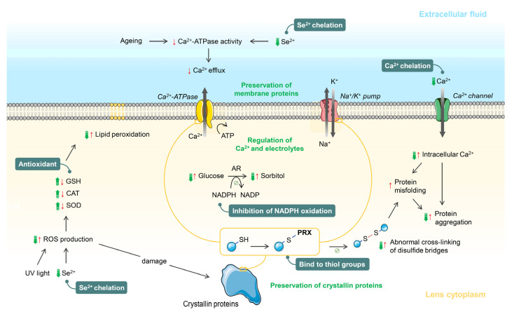 The Possible Positive Mechanisms of Pirenoxine in Cataract Formation - PMC