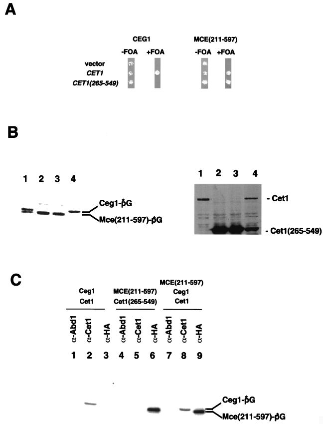 FIG. 5