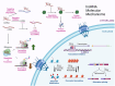 Diagram of a subset of lncRNA molecular mechanisms operating in the nucleus or in the cytoplasm.