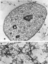 Electron micrographs of the nucleus after crosslinking and then the removal of chromatin showing a peripheral nuclear lamina connected to an internal network of fibers.