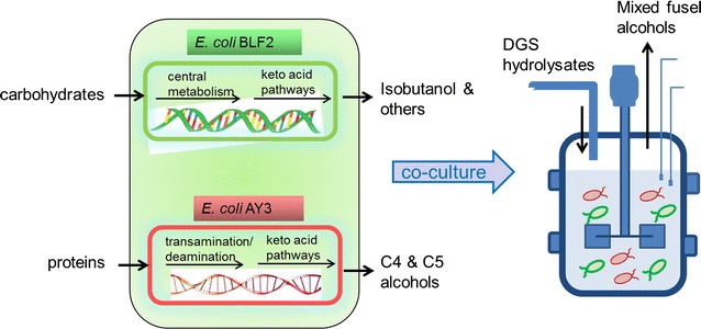 Fig. 1