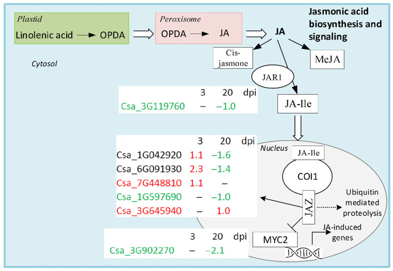 Figure 7