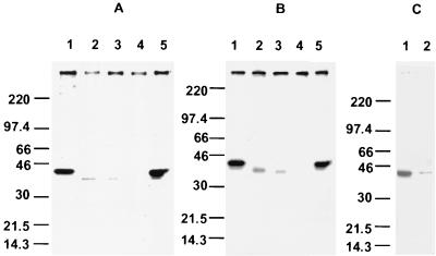 FIG. 5