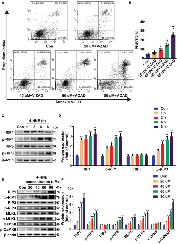 FIGURE 4