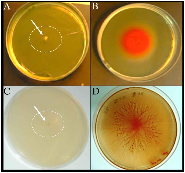 FIGURE 4