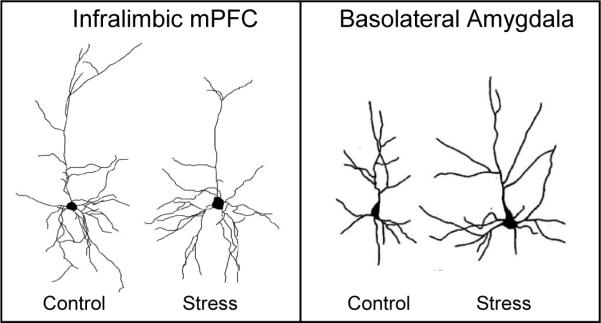 graphic file with name nihms-107172-f0004.jpg