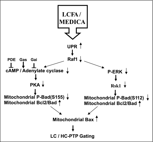 SCHEME 1.